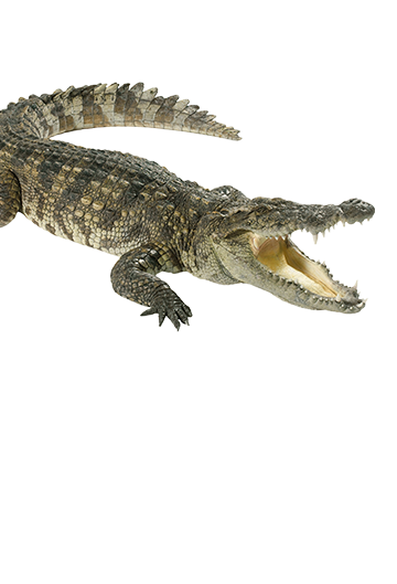 crocodile