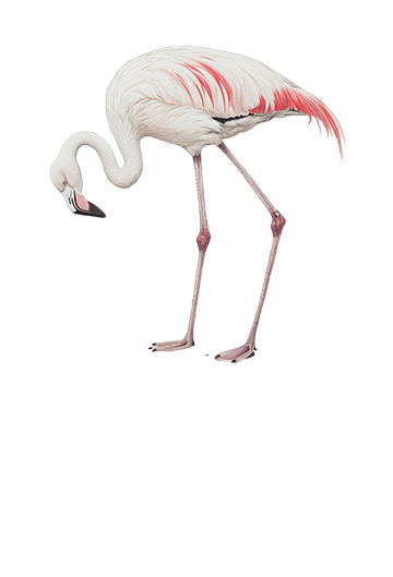 flamingo