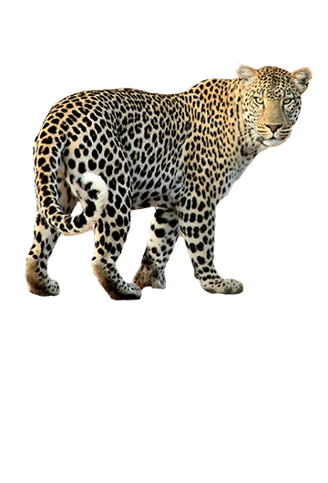 leopard