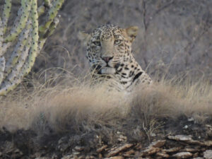 jawai prime safari 03