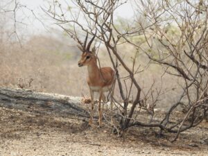 jawai prime safari 100