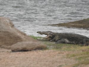 jawai prime safari 124