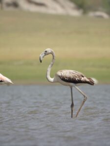 jawai prime safari 16