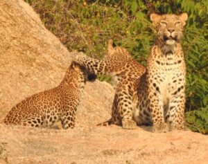 jawai prime safari 21