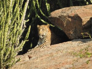 jawai prime safari 26