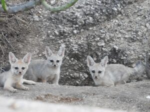 jawai prime safari 28