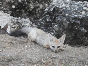 jawai prime safari 29