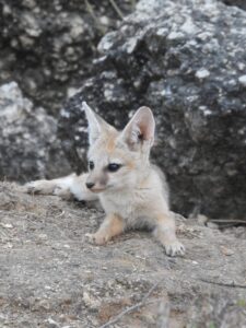 jawai prime safari 32