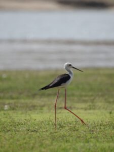 jawai prime safari 43