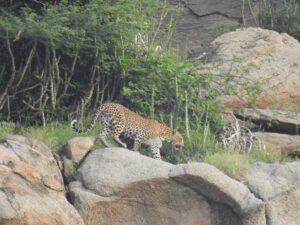 jawai prime safari 48