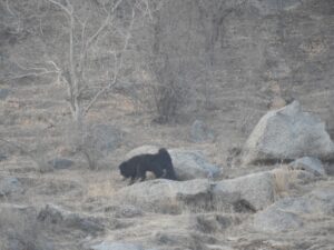 jawai prime safari 52