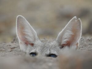 jawai prime safari 53