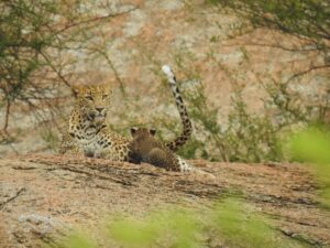 jawai prime safari 55