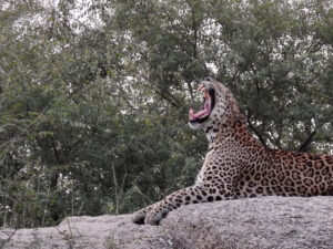 jawai prime safari 64