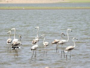 jawai prime safari 74