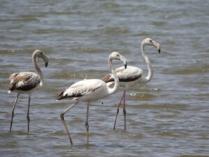 jawai prime safari 75