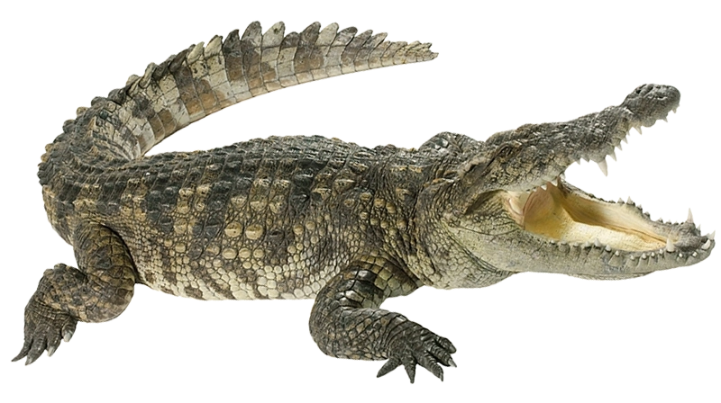 jawai corcodile 1