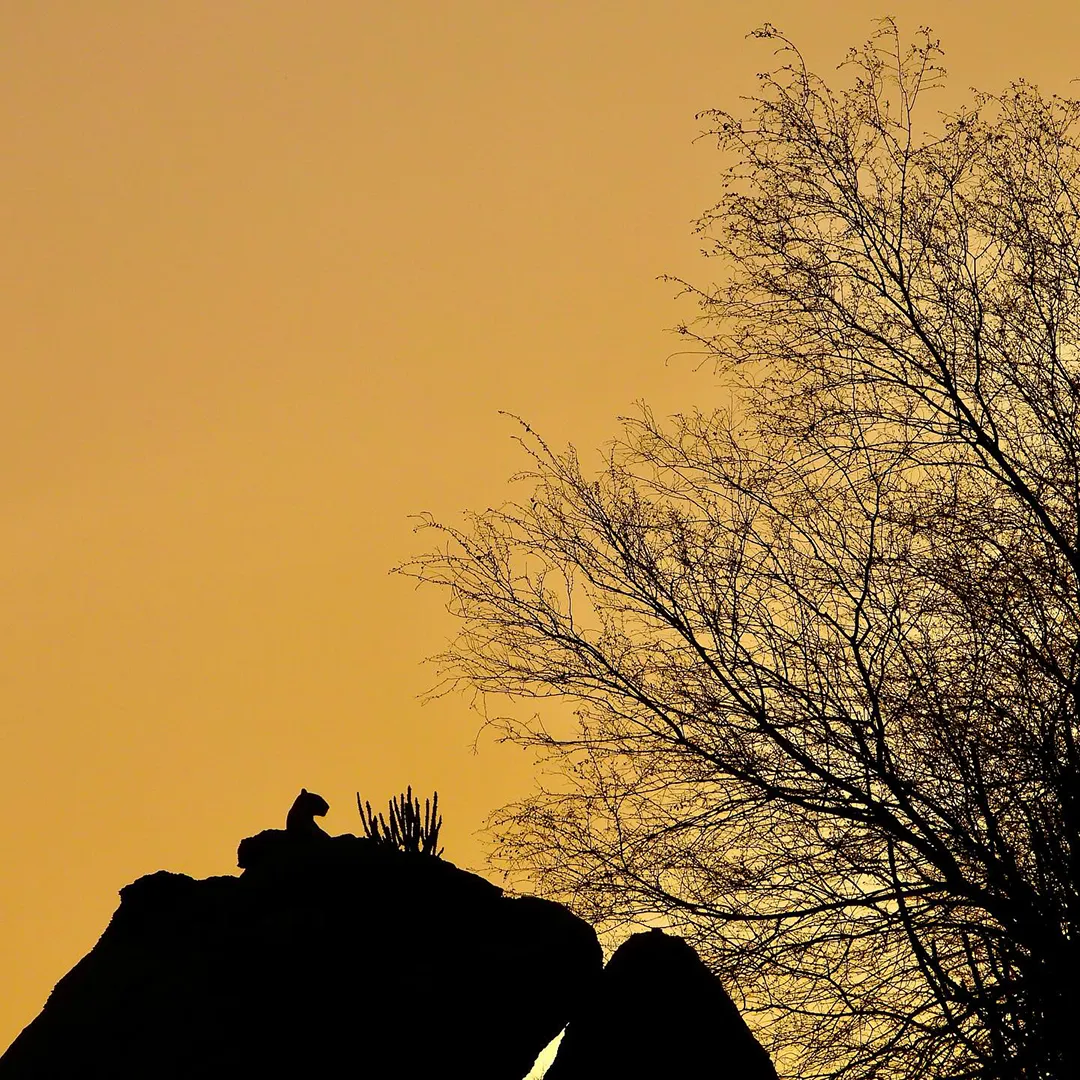 jawai leopard silhouette