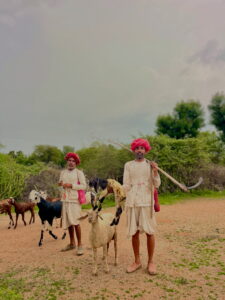 jawai prime safari gallery 01