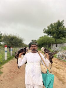 jawai prime safari gallery 09