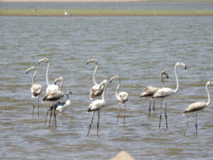 jawai prime safari gallery 101