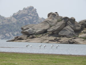jawai prime safari gallery 65