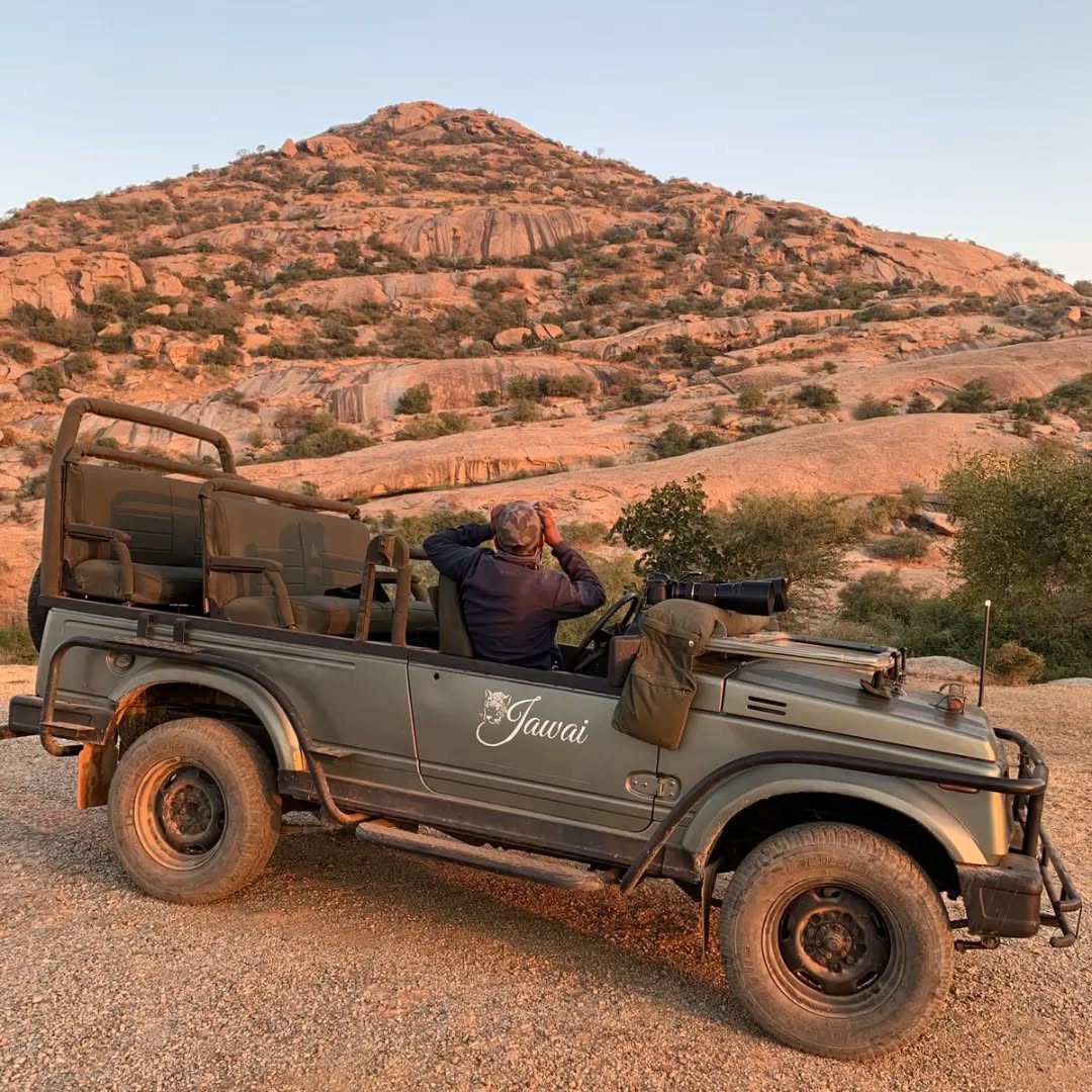 jawai safari jeep